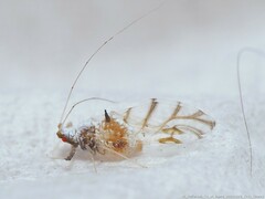 Drepanaphis keshenae