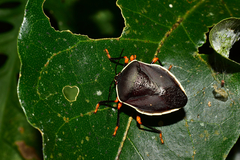 Brachystethus improvisus