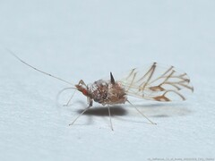 Drepanaphis keshenae