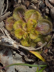 Drosera whittakeri