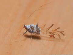 Drepanaphis keshenae