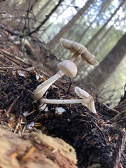 Mycena maculata