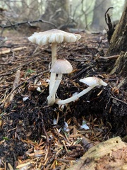 Mycena maculata