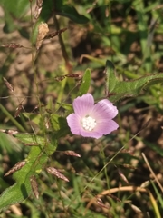 Anoda cristata