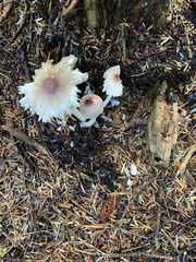 Mycena maculata