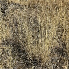 Pseudoroegneria spicata