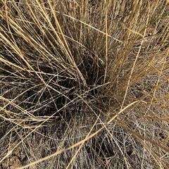 Pseudoroegneria spicata