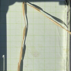 Pseudoroegneria spicata