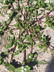 Richardia brasiliensis