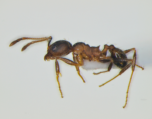 Pheidole pugnaxPheidole pugnax