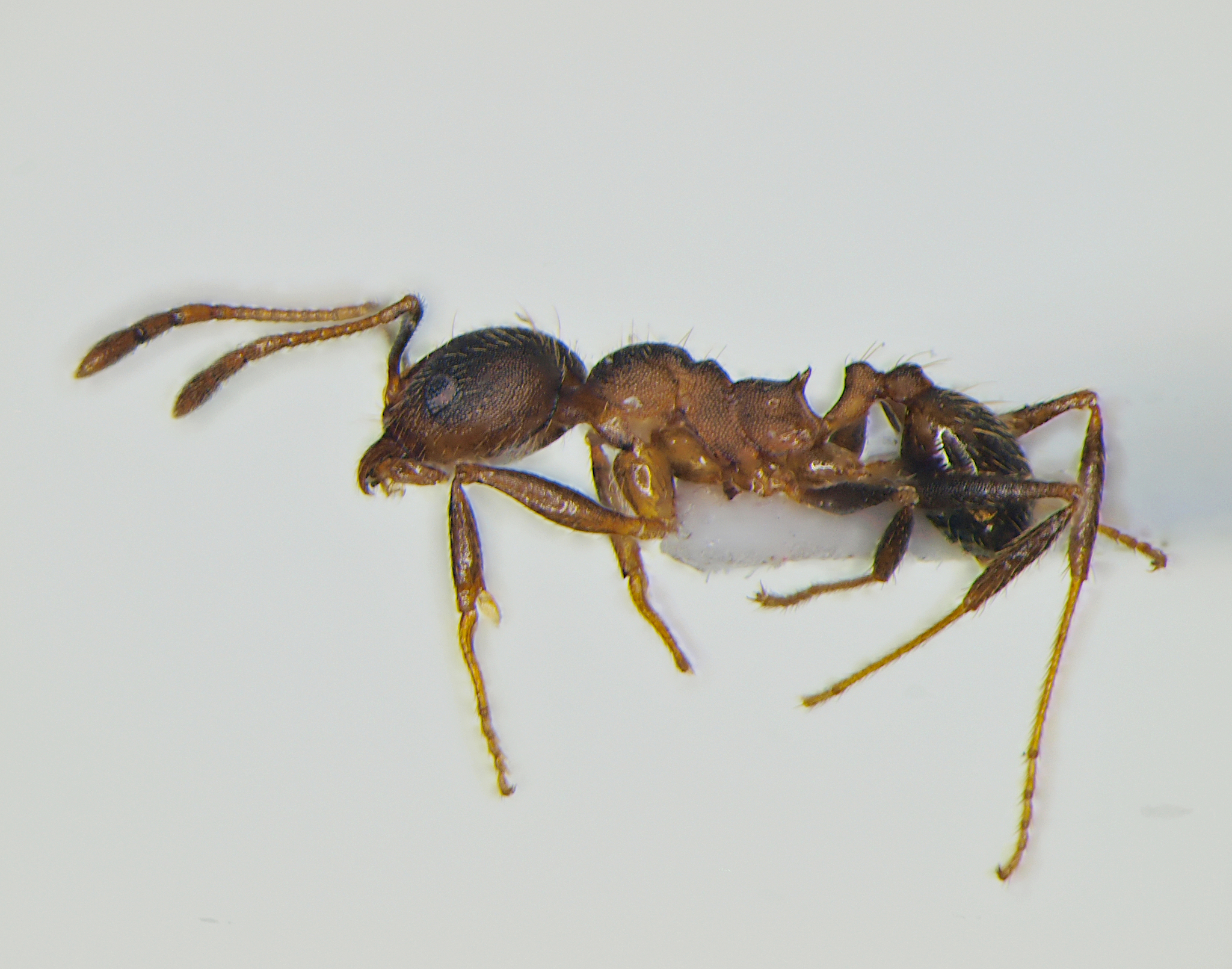 Pheidole pugnax