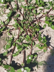 Richardia brasiliensis