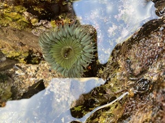 Anthopleura
