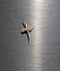 Callopistromyia strigula