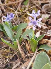 Hyacinthoides lingulata