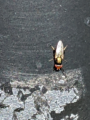Picture-winged Fly photo 4