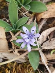 Hyacinthoides lingulata