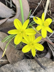 Tricoryne simplex