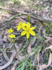 Tricoryne simplex