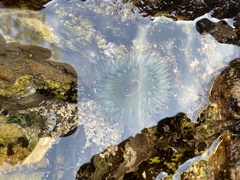 Anthopleura