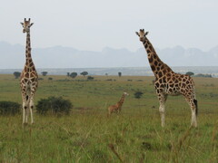 Giraffa camelopardalis rothschildi