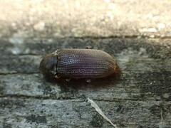 Methemus griseipilus