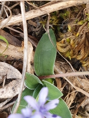 Hyacinthoides lingulata