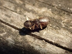 Methemus griseipilus