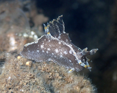 Polycera hedgpethi