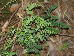 Adiantum cunninghamii