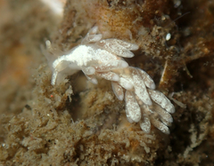 Trinchesia albocrusta