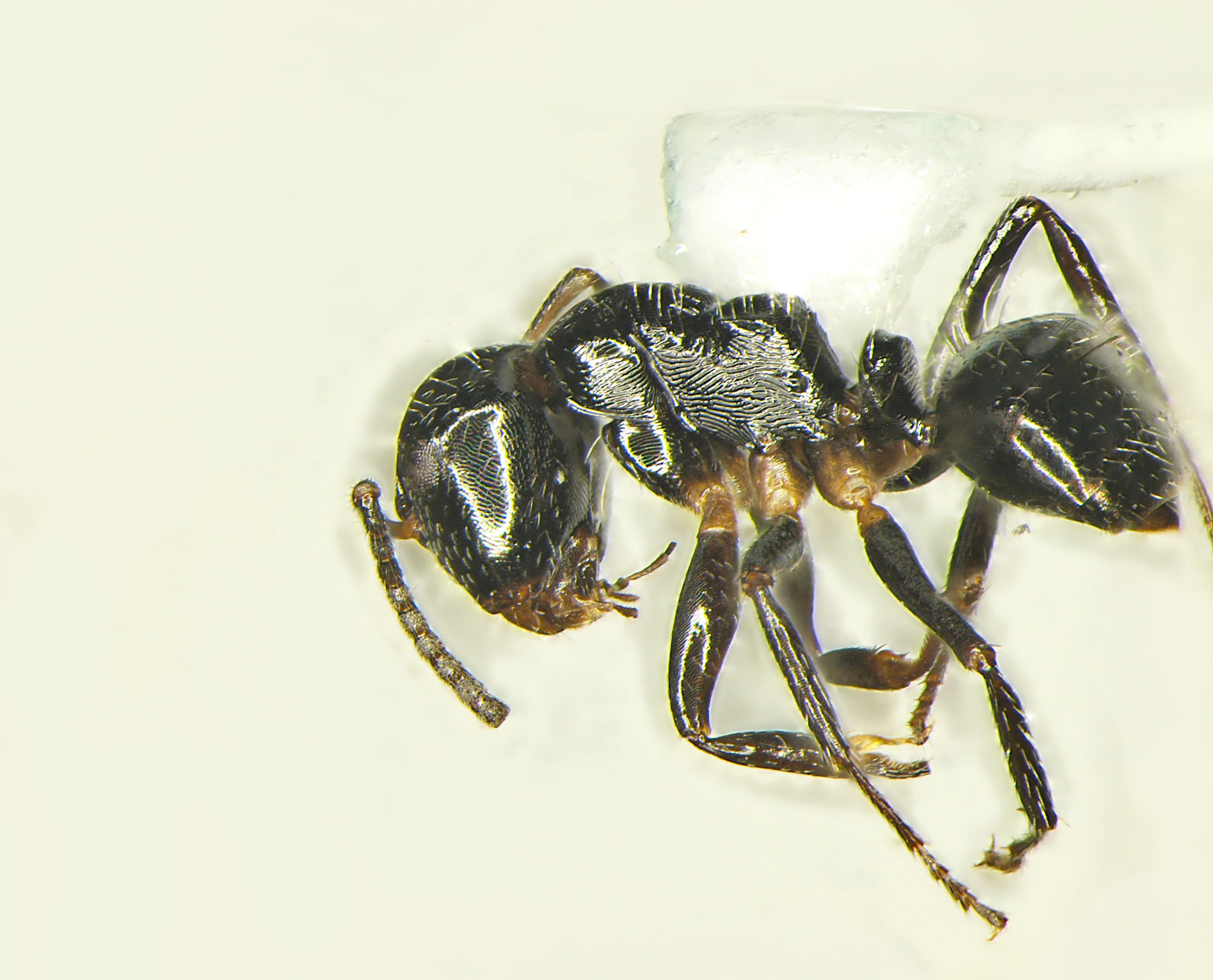 Camponotus striatus