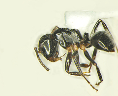 Image of Camponotus striatus
