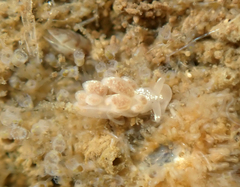 Trinchesia albocrusta