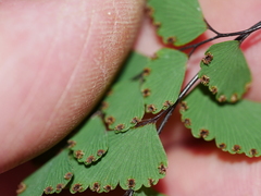 Adiantum cunninghamii
