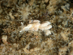 Trinchesia albocrusta