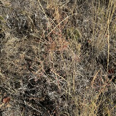 Eriogonum heracleoides