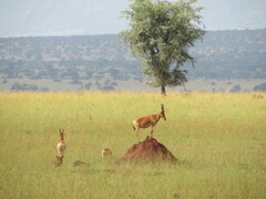 Alcelaphus buselaphus lelwel