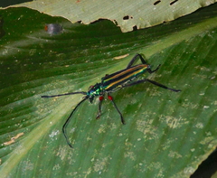 Mionochroma vittatum