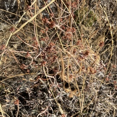 Eriogonum heracleoides