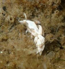 Trinchesia albocrusta