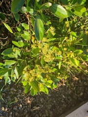 Cryptocarya triplinervis