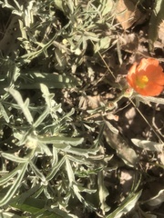Sphaeralcea angustifolia