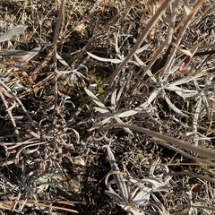 Eriogonum heracleoides
