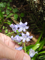 Hyacinthoides