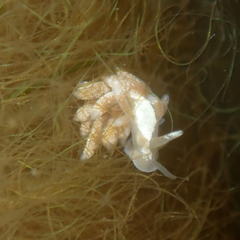 Trinchesia albocrusta