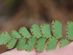 Adiantum cunninghamii