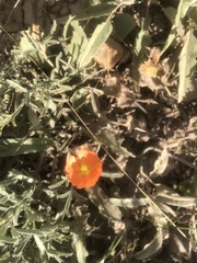 Sphaeralcea angustifolia