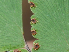 Adiantum cunninghamii