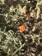 Sphaeralcea angustifolia